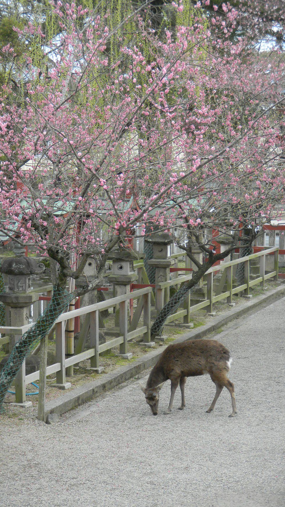 Spring Break In America Vs. Spring Break In Japan