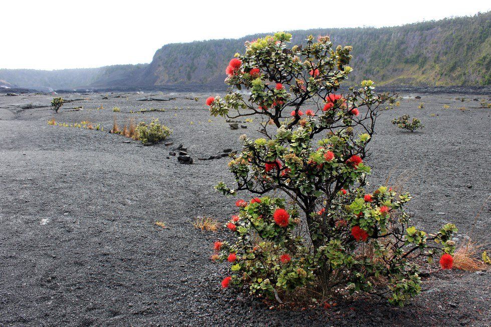 Hawai'i's Magic Flower: The Ohia Lehua