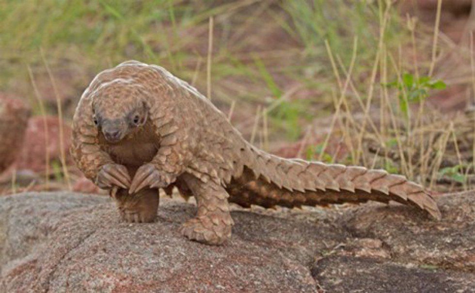 Pangolin: The Most Endangered Species In The World