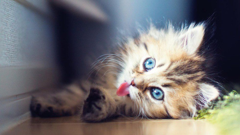 10 Reasons Why You Might Be A Cat