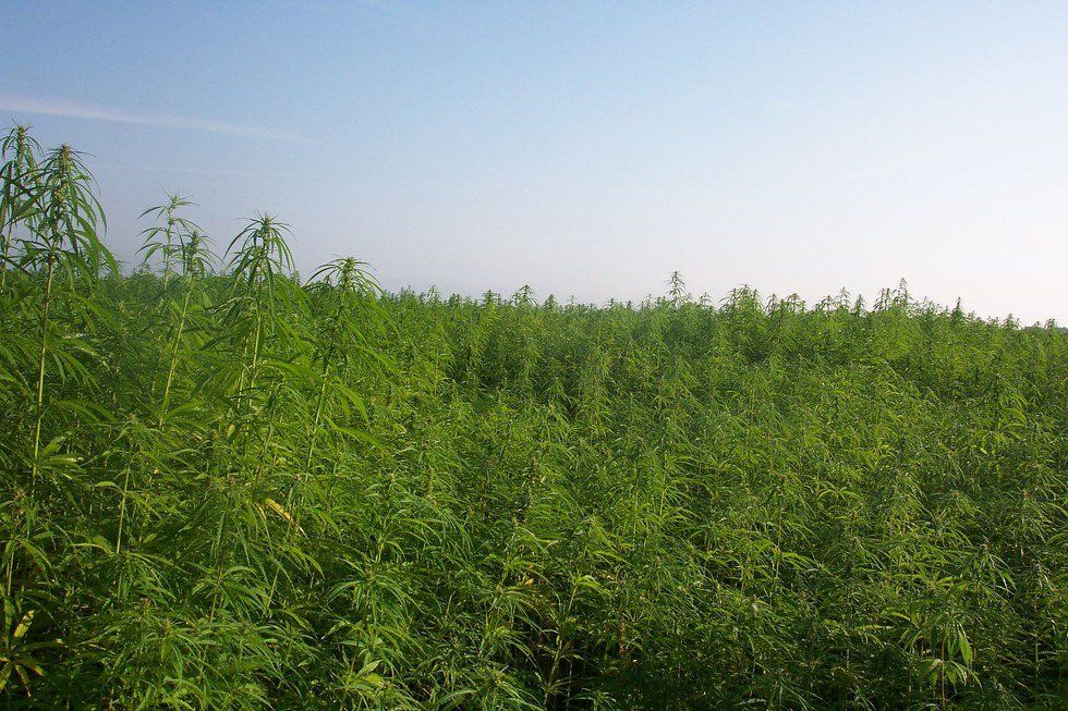 Go Green, Go Hemp