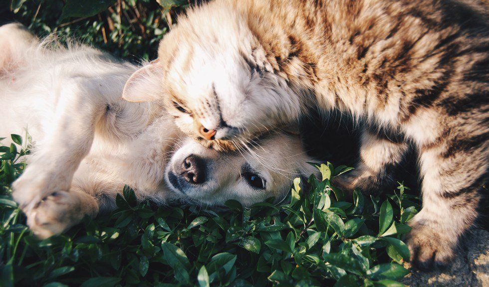 Dear Dog-Lovers, You're Allowed To Like Cats Too