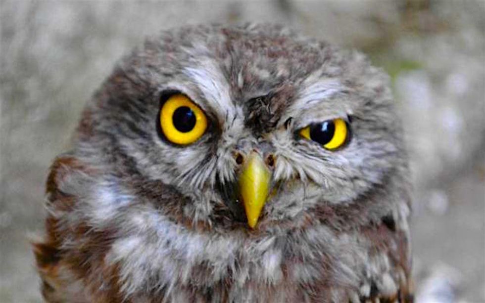 14 Moments Of Your Freshman Year, As Told By Owls