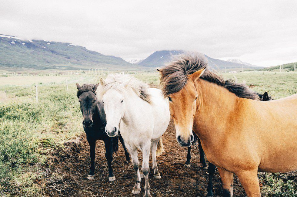 14 Things You Should Never Say To An Animal Science Major