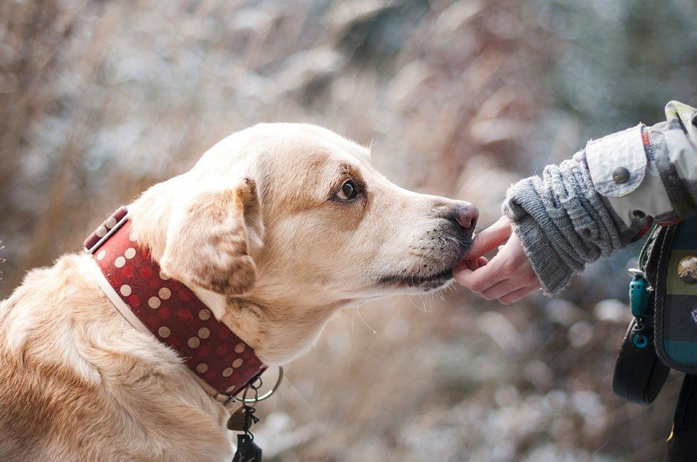 The Beauty of Having a Fur-ever Friend