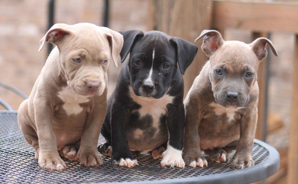 An Open Letter To People Who Dislike Pit Bulls