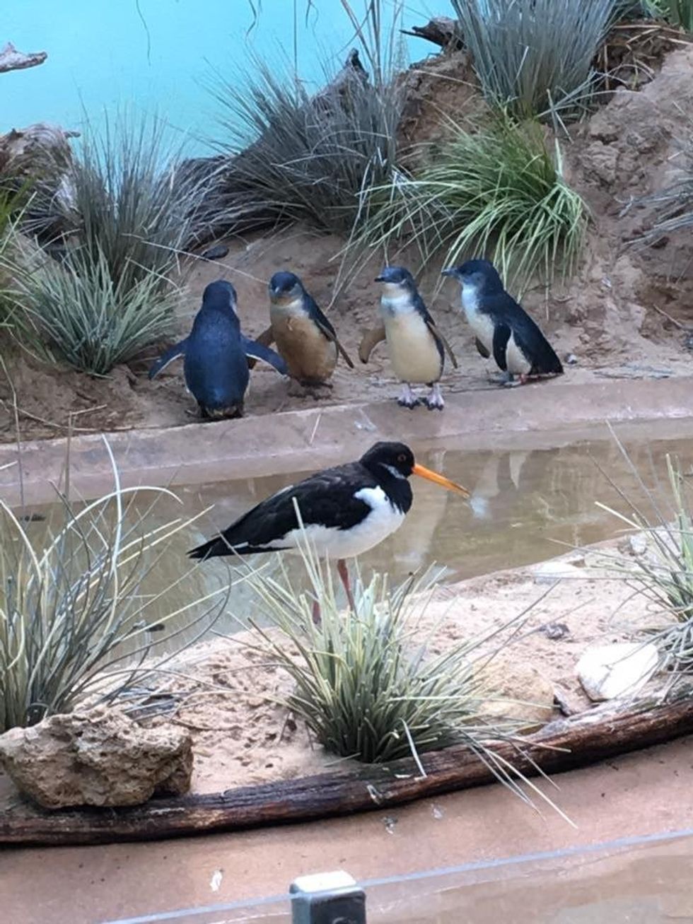 The Bronx Zoo In February