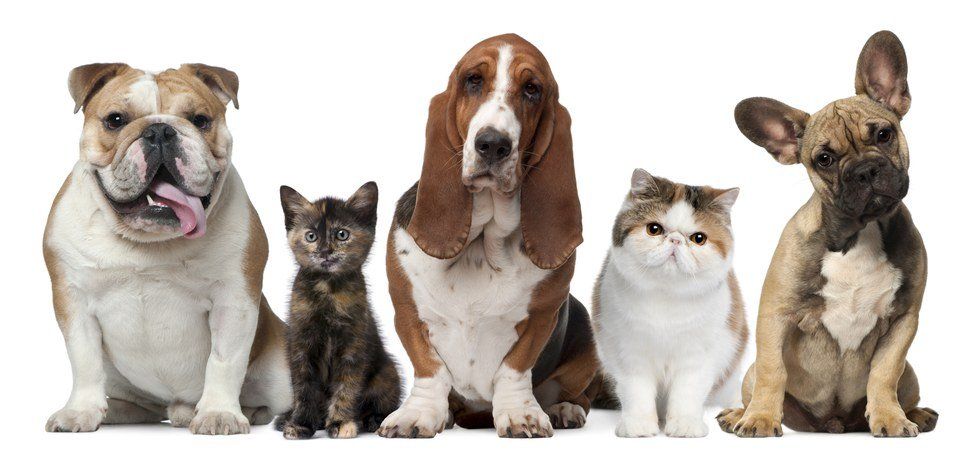 10 Reasons Why Dogs Are Better Than Cats