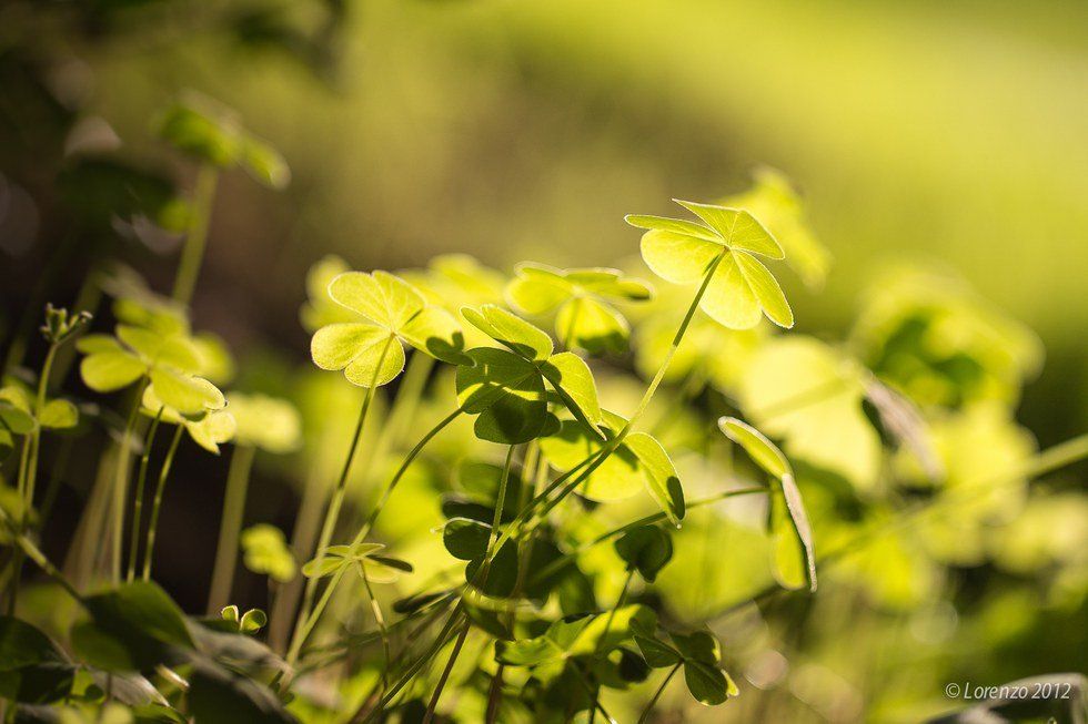 Be Irish and Go GREEN on St. Patrick's Day!