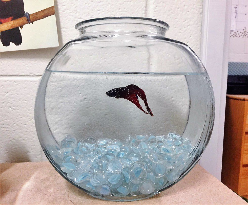 5 Struggles Of Keeping A Pet Fish In Your Dorm Room