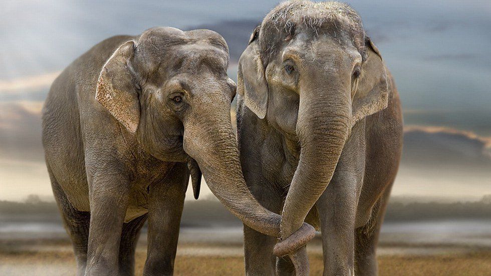 Why Are Elephants Taken For Granted