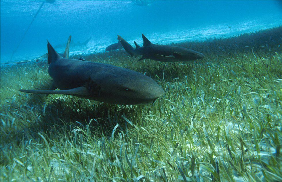 Species Spotlight: The Nurse Shark