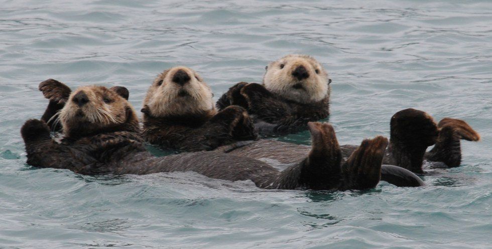 5 Amazing Facts About Sea Otters