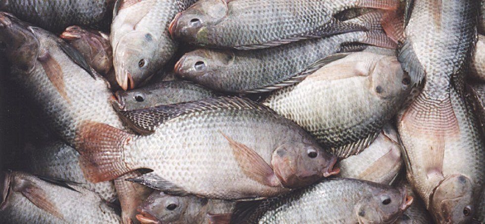 Tilapia Treatment