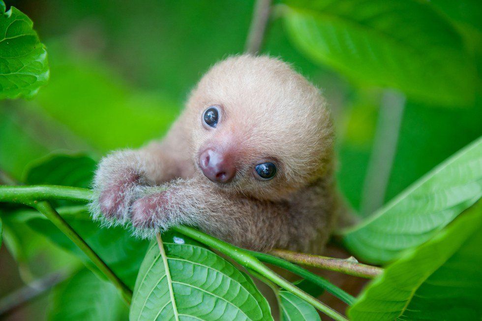 I Just Want a Pet Sloth...Is That Too Much To Ask?