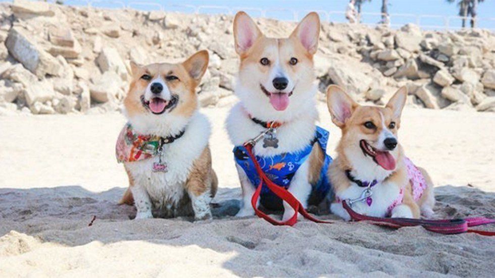 10 Corgis That Will Brighten Your Day