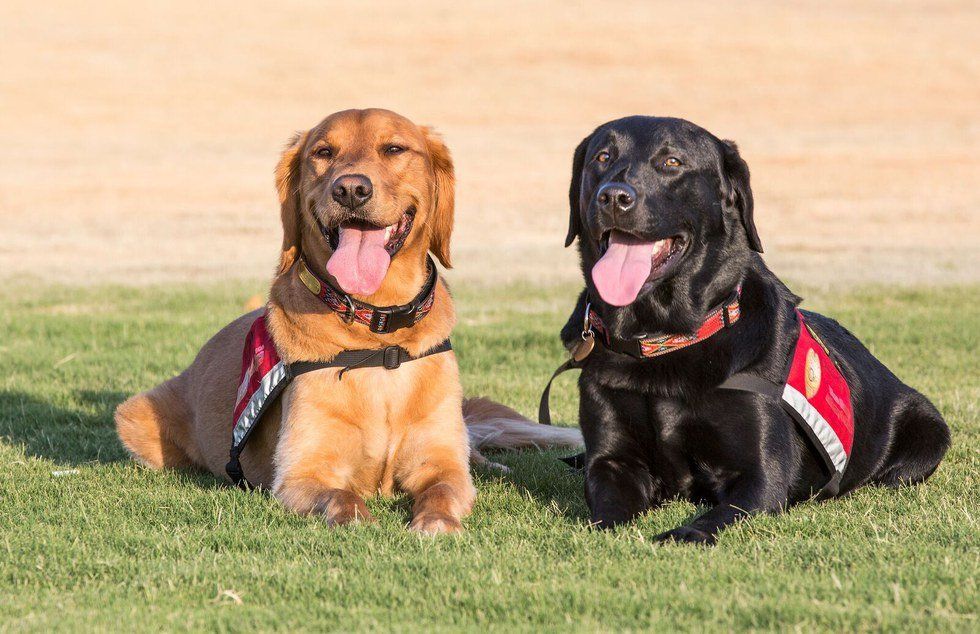 Courthouse Facility Dogs Give Strength to Crime Victims