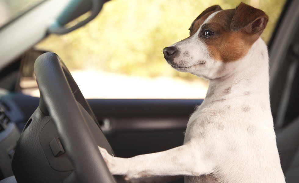 Travel Safely With Your Dog