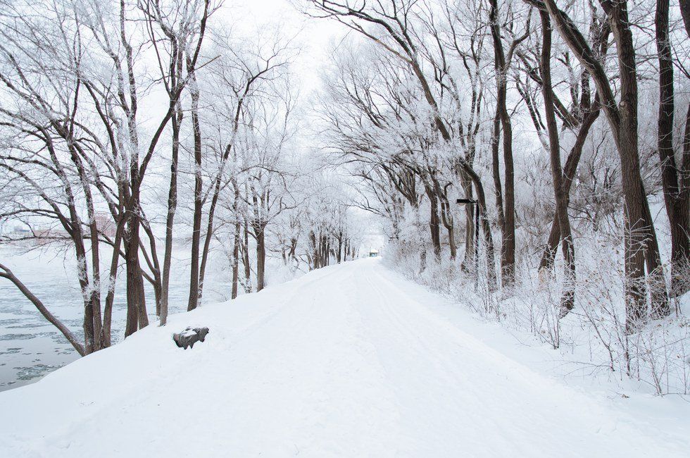 5 Cute Cats Embracing The Winter