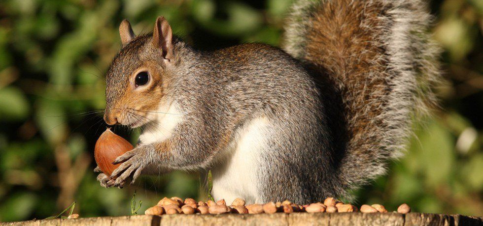 12 Things ThaSquirrels Are Smarter Than You Think