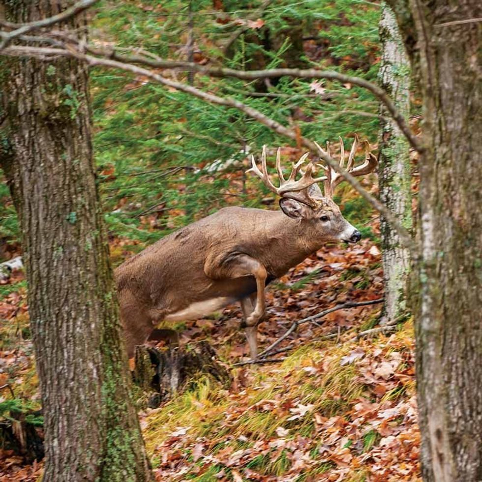 A Saturday Morning Hunt I'll Never Forget