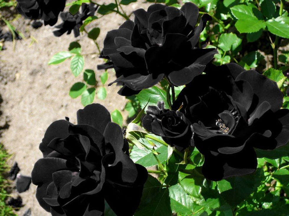 The Black Rose