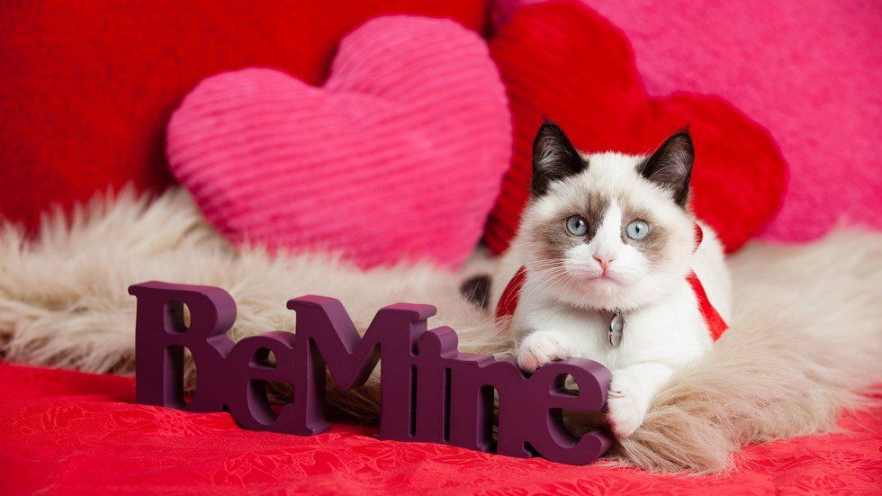 7 Reasons Why A Cat Is The Perfect Valentine