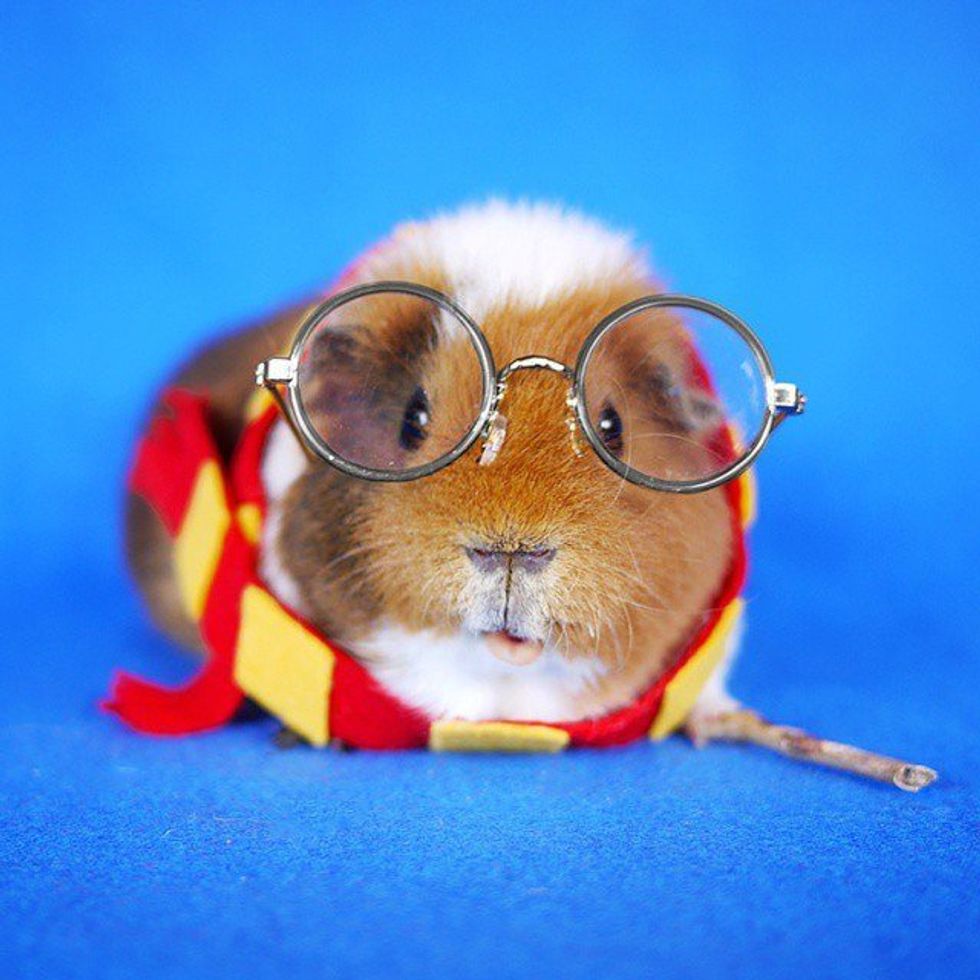 Why Guinea Pigs Make Great Pets