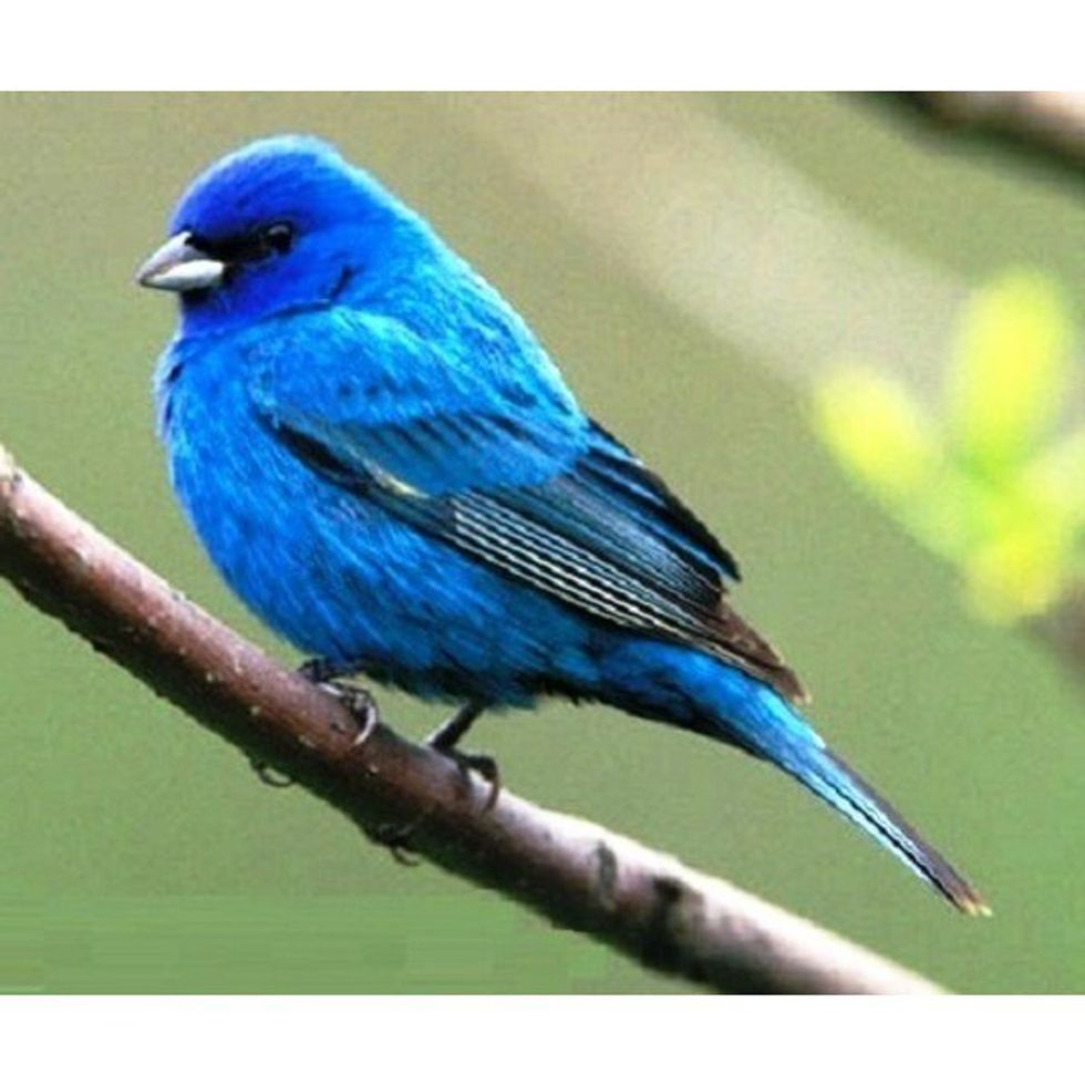 My Blue Bird