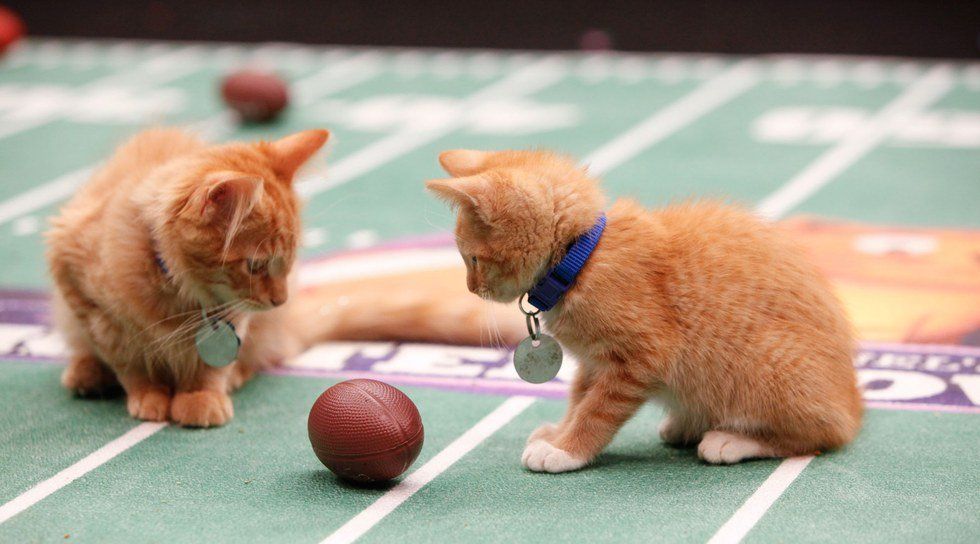 The SuperBowl Watching Experience, As Told By Cats