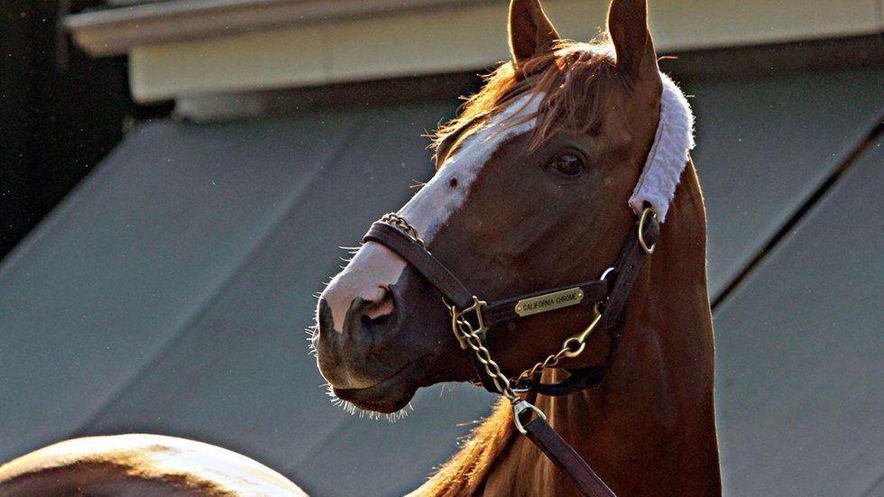 Farewell, California Chrome