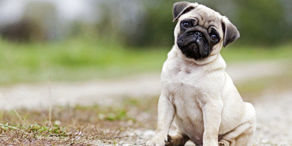 5 Pugs To Help You Through Your Work Week