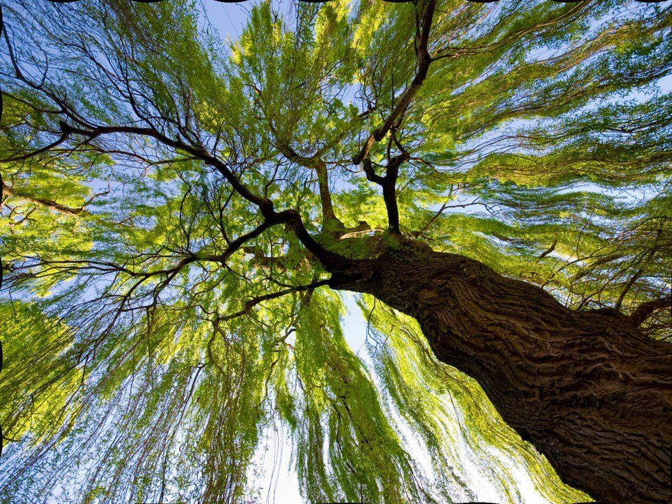 Willow Tree