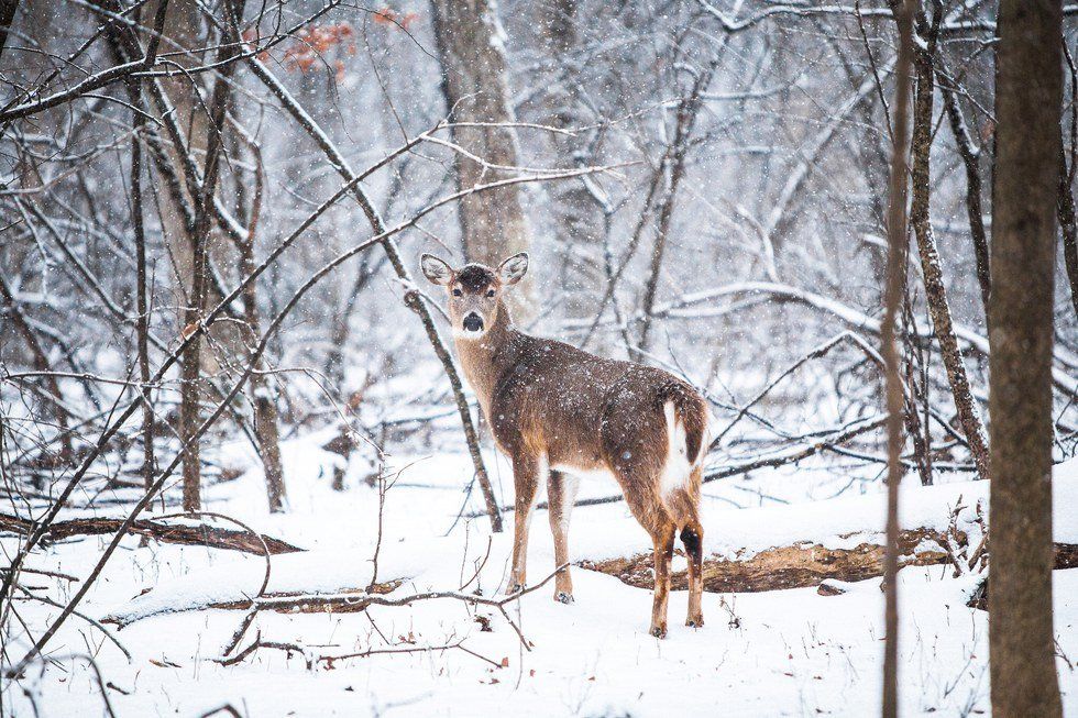 Poetry On Odyssey: The Deer