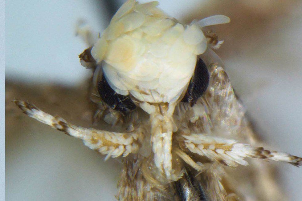 “Neopalpa donaldtrumpi”