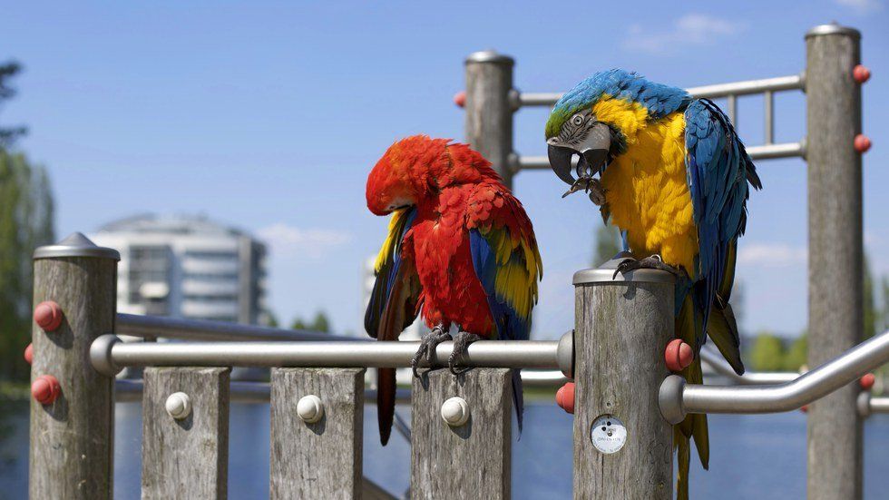 Looking At Humanity's Differences Like We Look At Different Birds