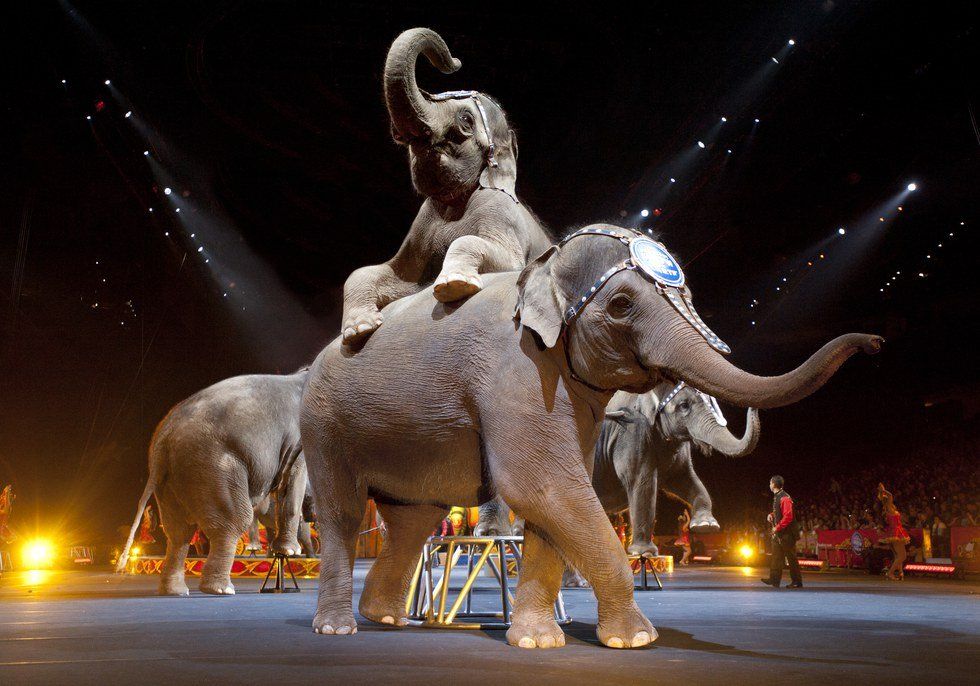 The Downfall Of The Ringling Bros. And Barnum & Bailey Circus