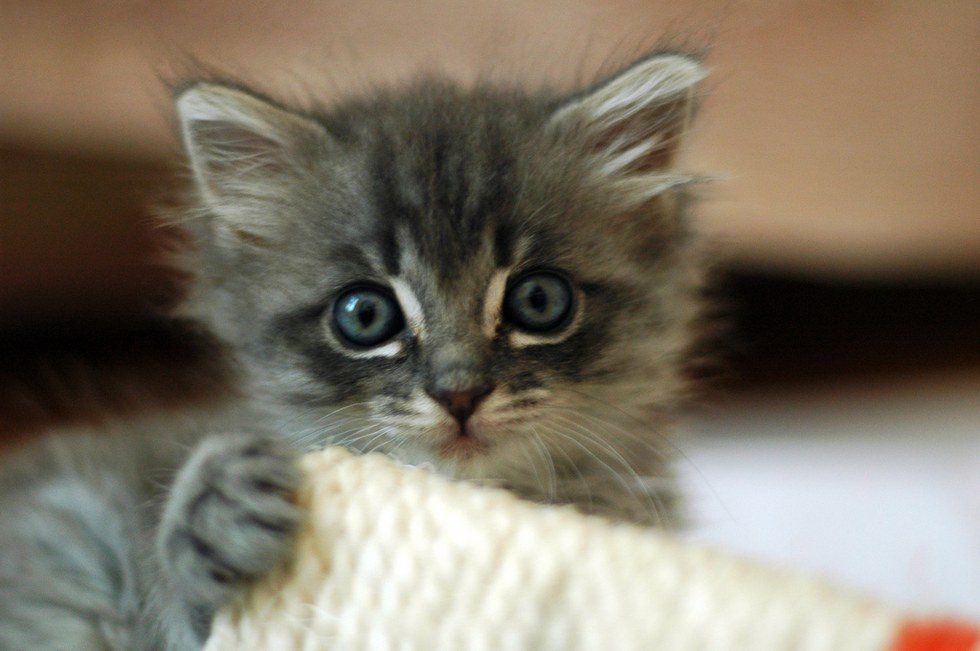 11 Things All Cat Lovers Who Are Allergic To Cats Know