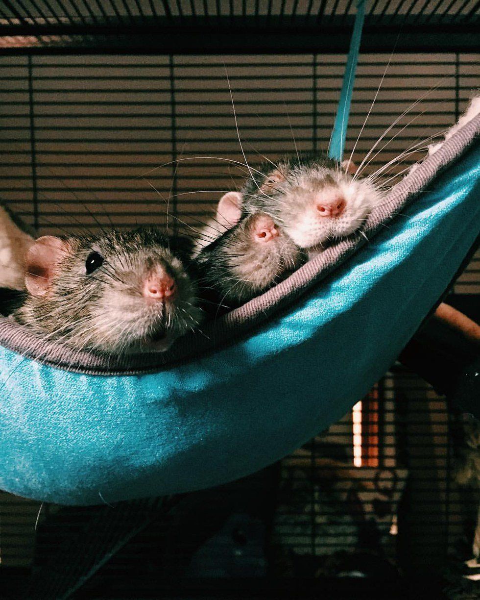 5 Unexpected Things We Can All Learn From Rats