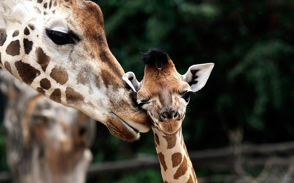 10 Of The Cutest Baby Animals You Will Ever See