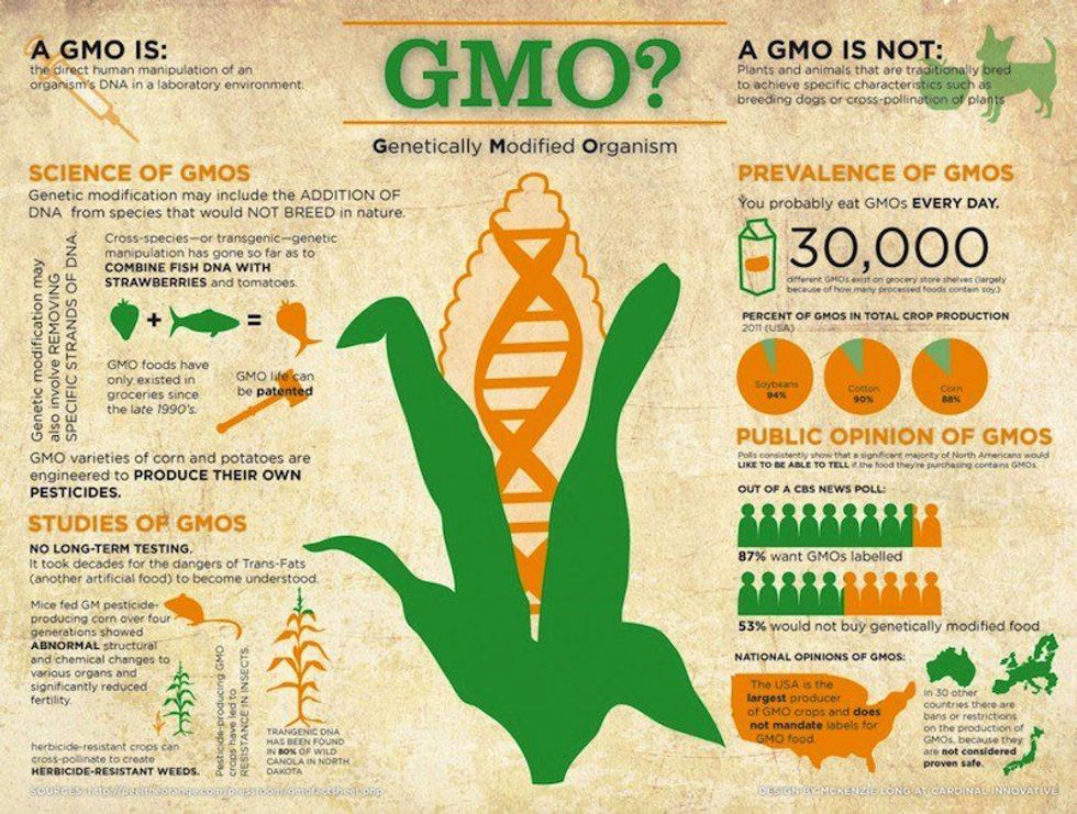 A Definitive Breakdown Of GMOs