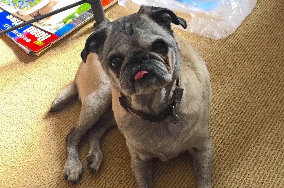 5 Qualities That Make Pug Dogs The Best Dogs