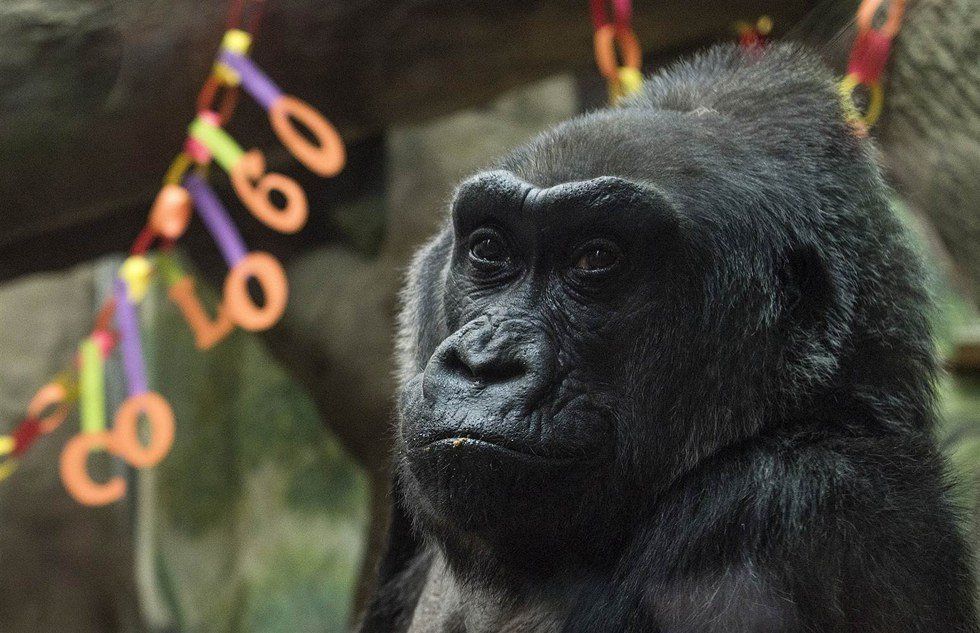 In Remembrance: Colo The Gorilla