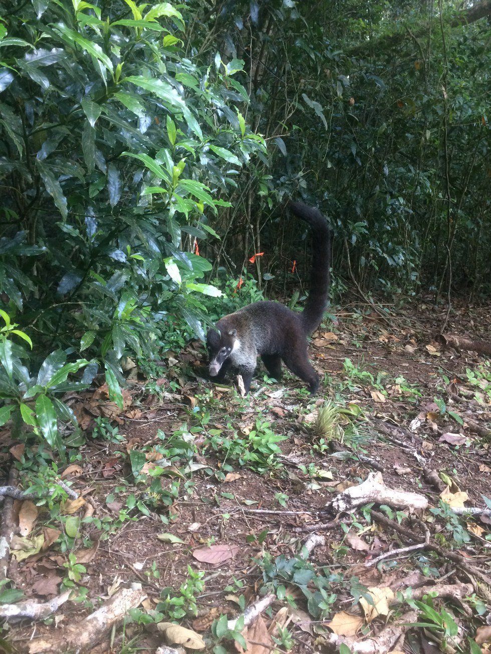 I Walked A 12k And Then Hung Out With Some Raccoons (Sort Of)