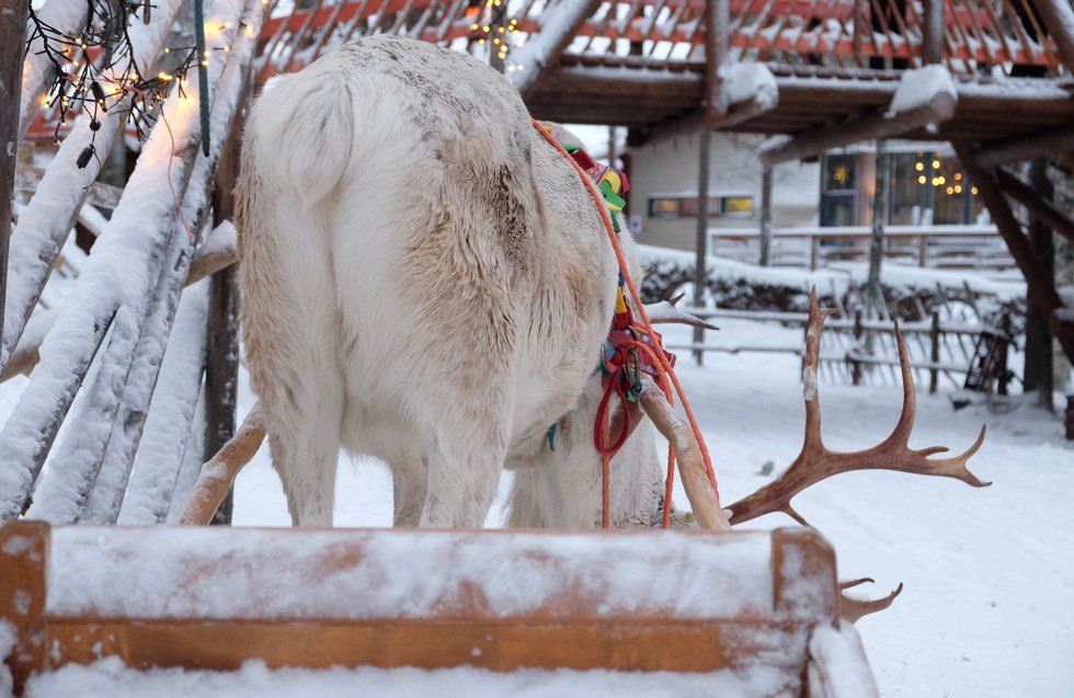 Santa's Animal Rights Violations