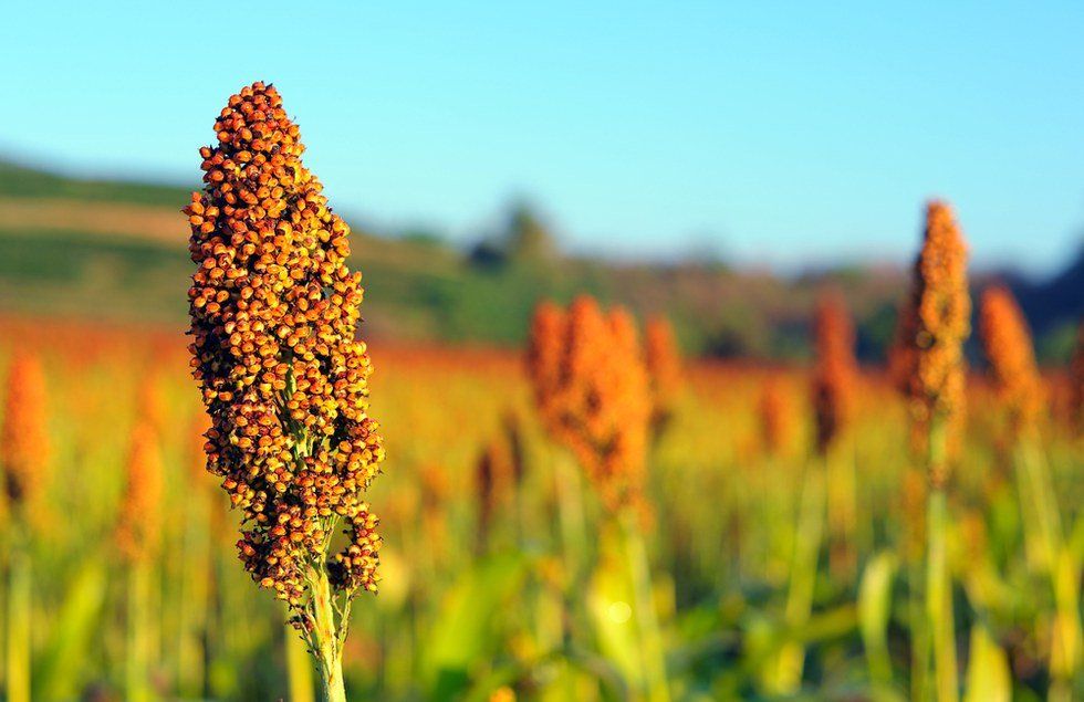 Welcome to the OTHER cereal grain