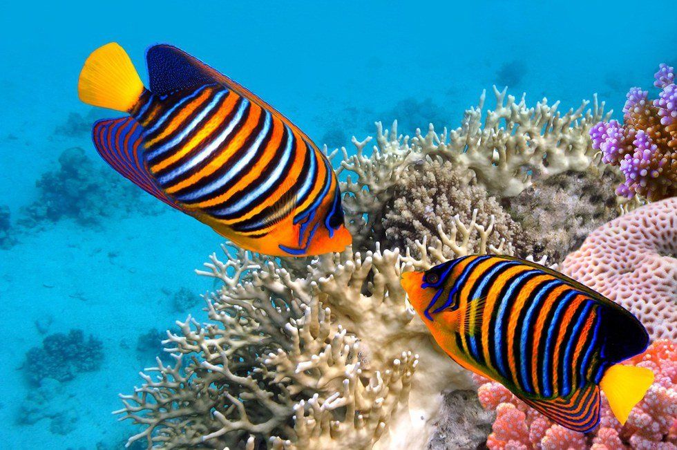 6 Sea Creatures You Might Not Know About