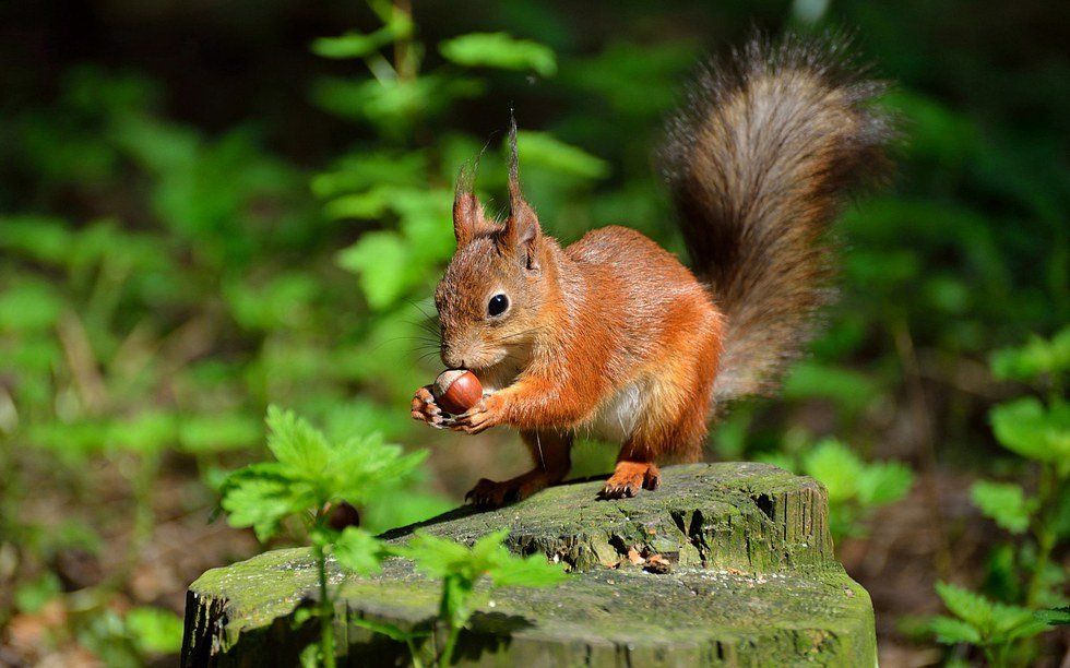 National Squirrel Appreciation Day