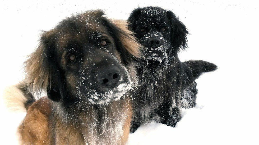 How To Protect Furry And Feathered Friends From Winter Weather And Woes