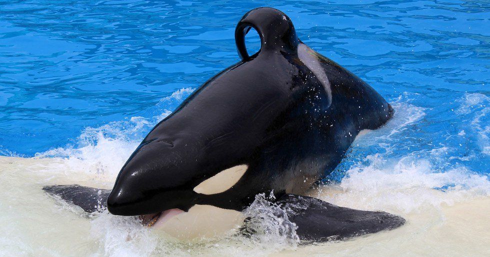 The Secrets Of SeaWorld: Tilikum's Legacy